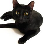¿Estás pensando en cambiar de alimentación a tu gato?