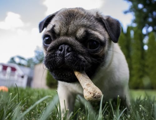 Mi perro no quiere comer