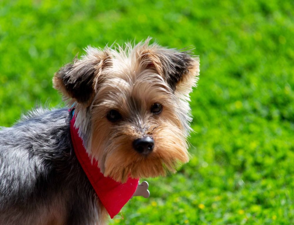 Yorkshire Terrier: Características y cuidados