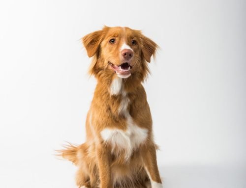 5 Beneficios del salmón en la dieta de tu perro
